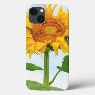 Sunflower, jardim comunitário, Moses Lake, WA, EU