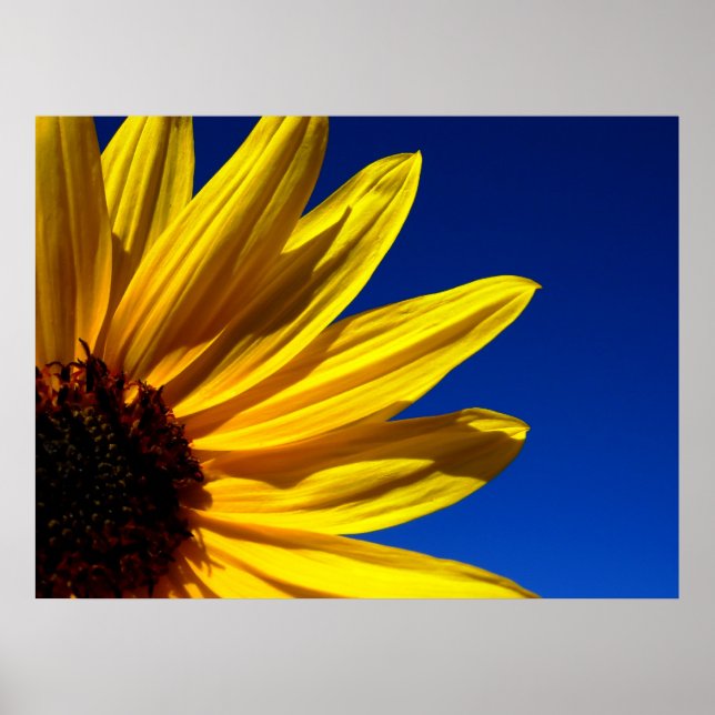 Sunflower Poster (Frente)