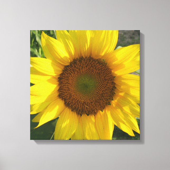 Sunflower Stretched Canvas Print (Frente)