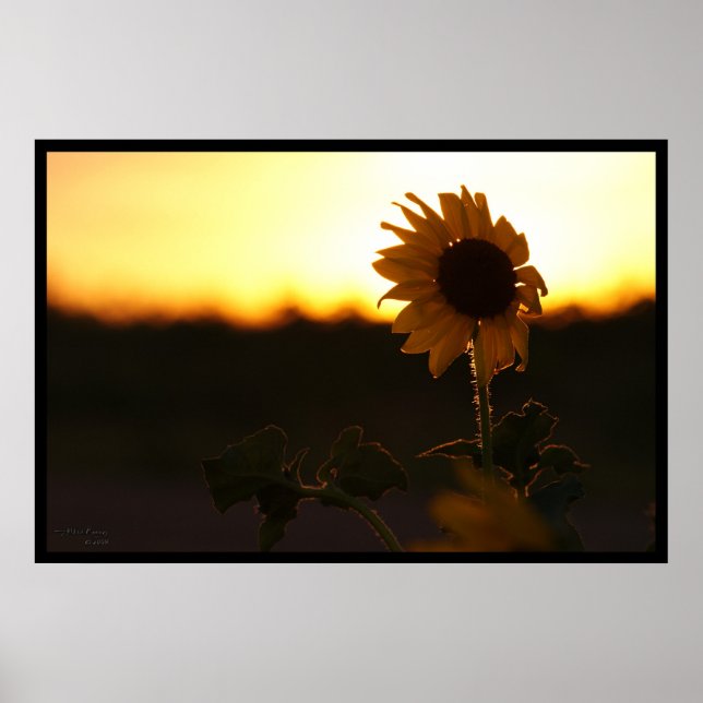 Sunflower Sunset Poster (Frente)
