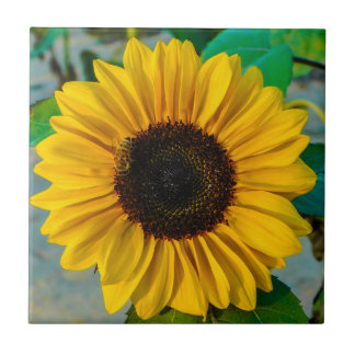 Sunflower Supreme