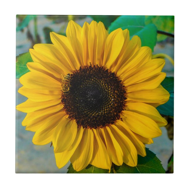 Sunflower Supreme (Frente)