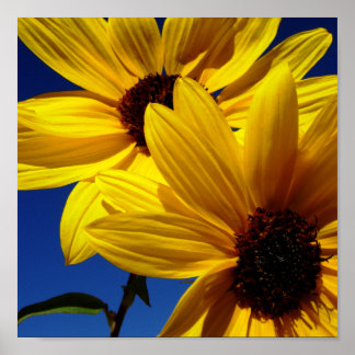 Sunflowers Poster