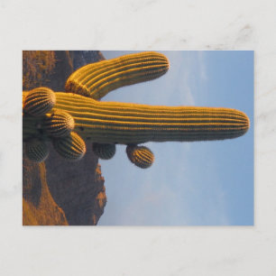 Sunlit Saguaro - Cartão postal de Arizona
