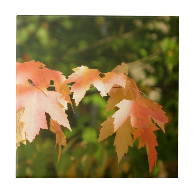 Sunny Autumn deixa Azulejo decorativo (Frente)