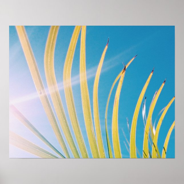 Sunny Palm Tree Leaf Poster (Frente)