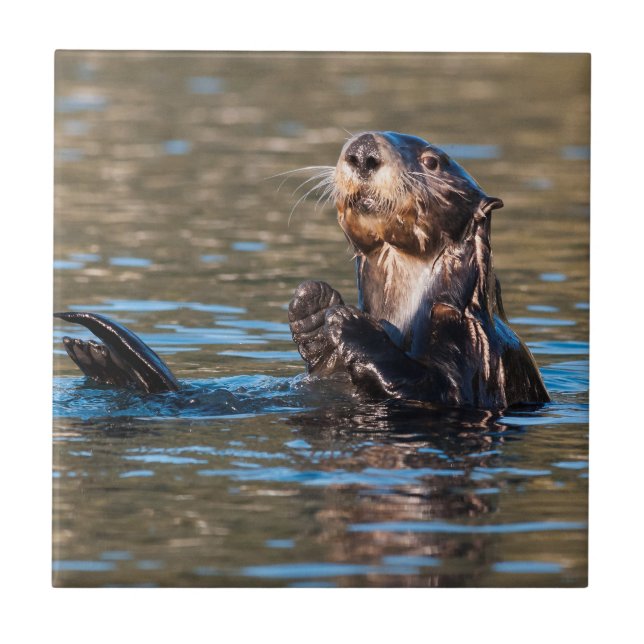 Sunny Sea Otter (Frente)