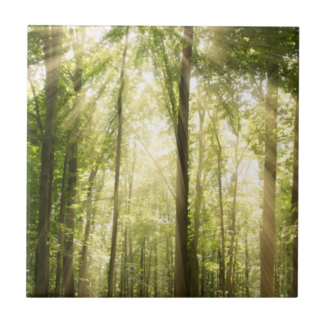 Sunrays através das copas de árvore (Frente)