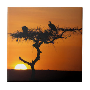 Sunrise no Masai Mara, Quênia