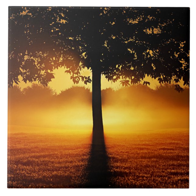 Sunrise, silhueta de árvores, (Frente)