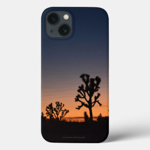 Sunset Joshua Trees