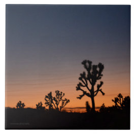 Sunset Joshua Trees