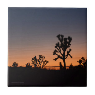 Sunset Joshua Trees