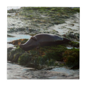 Sunset Lit Harbor Seal II em San Diego