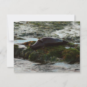 Sunset Lit Harbor Seal II em San Diego