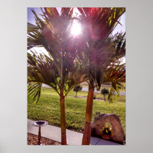 Sunstar sunburst Palm tree Poster