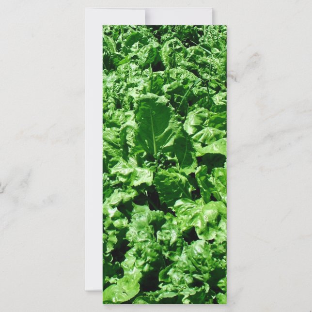 Superfície de beterraba (Frente)