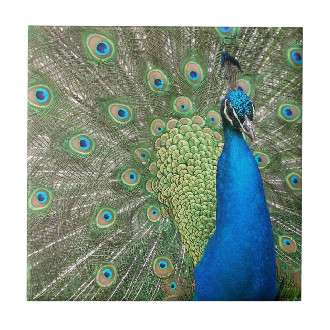 Suporte do pavão (Frente)