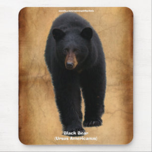Suporte Mousepad dos animais selvagens do urso