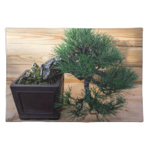 Foto da árvore do pinheiro preto japonês Bonsai