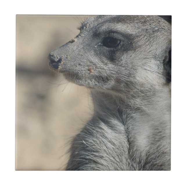 Suricata engraçada (Frente)