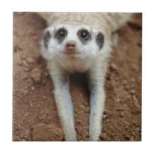 Suricata Suricatta Esfriando