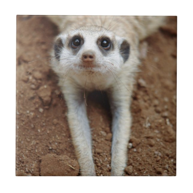 Suricata Suricatta Esfriando (Frente)