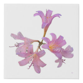 Surpresa Lily