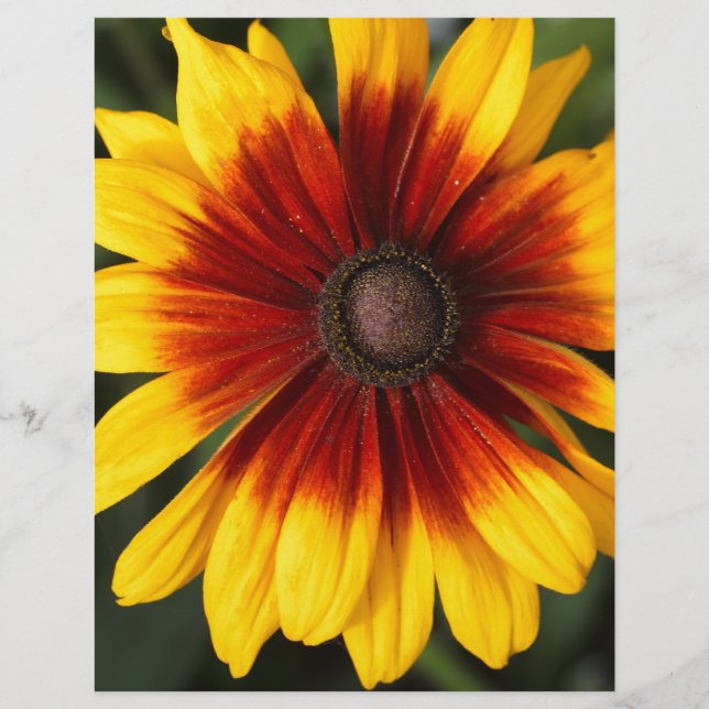 Susan de olhos negros (Rudbeckia hirta) (Frente)