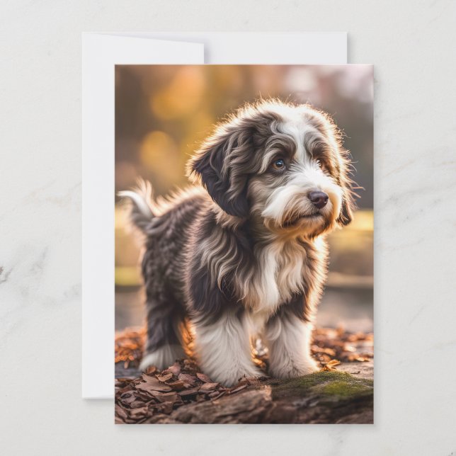 Süßer Aussiedoodle Welpe (Frente)