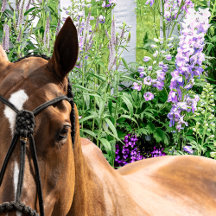 🌼🍃 🐎 Flora & Fauna