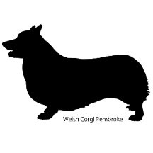 Welsh Corgi