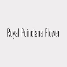 Royal Poinciana