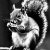 The_Gray_Squirrel