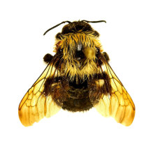 Winged Treasures: Bumblebee Buzz