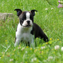 Boston Terrier