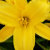 KBE_DAYLILIES_ONLY