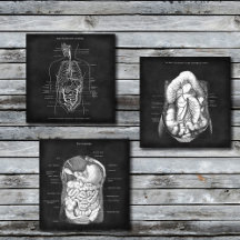 Gastroenterology Art