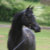 Black_Arabians_1