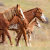 WildLandsWildHorses