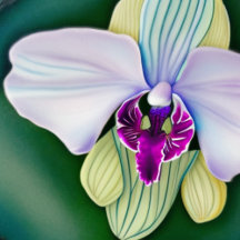 Orchid Beauty