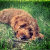 WBpetlovers