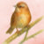 Bird_and_Branch