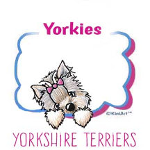 Yorkie Terrier