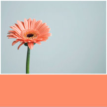 Salmon Pink Solid Color 
