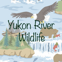 Yukon River Wildlife