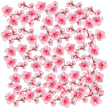 Romantic pink Cherry blossom