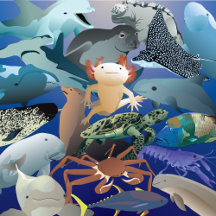 The Red List Collection