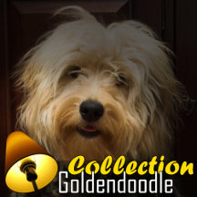 Goldendoodle
