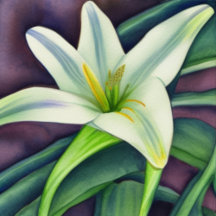 Easter Lily